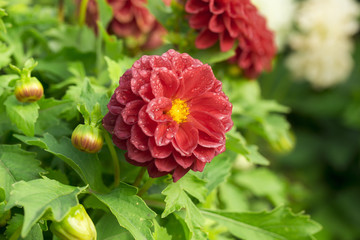 flowers on the white background