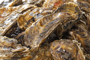 牡蠣　Oyster