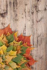 Naklejka na ściany i meble Autumn background with maple leaves .