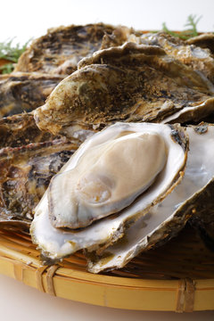 牡蠣　Oyster