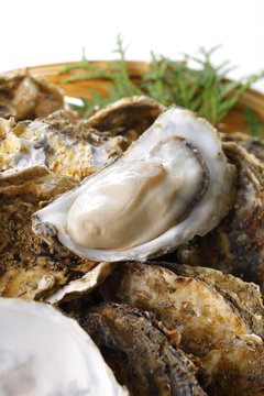 牡蠣　Oyster