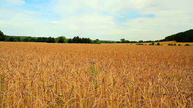Ripe wheat (spelt) in anticipation of the harvest (Han-sur-Lesse, Belgium).