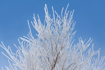 Hoarfrost on branches