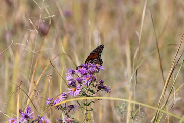 Monarch Butterfly (Danaus plexippus) on a New England Aster, a pretty wildflower.