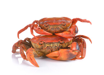 crab on white background