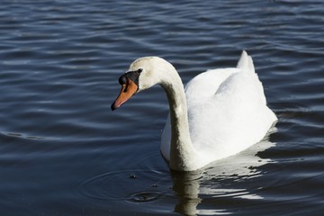 Naklejka premium Swan (Cygnus olor)
