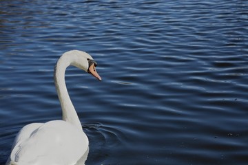 Swan (Cygnus olor)