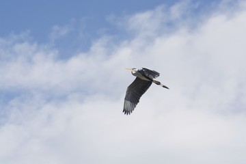 Grey heron (Ardea cinerea)