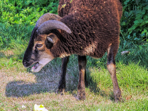 Soay Schaf - sehr seltene schottische Rasse