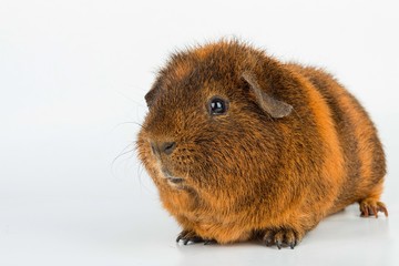 Guinea Pig. Stock image macro.