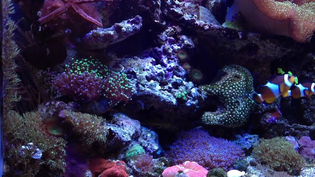 Coral Reef aquarium Timelapse