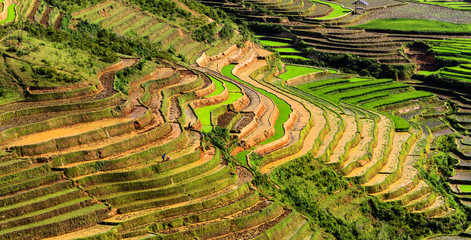 Rice fields on terraced of Mu Cang Chai, YenBai, Vietnam.