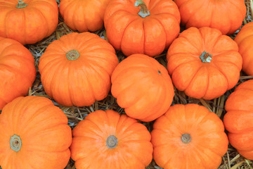 Thanksgiving Pumpkins symbols