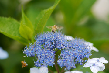 hydrangea and bee