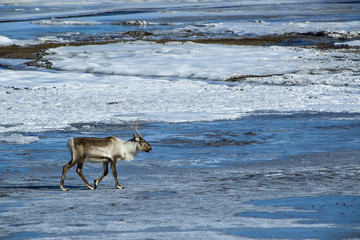 Reindeer at a lake, Iceland