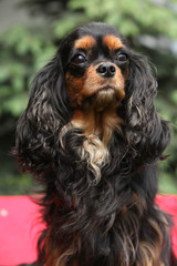 Cavalier King Charles Spaniel