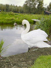 Swan entering the water