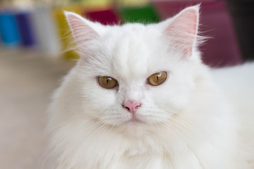 white cat