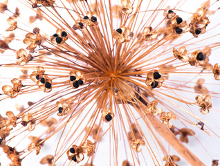 Seeds of a decorative onions allium isolated