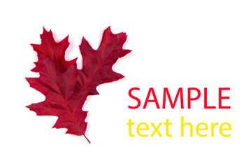 Colorful Fall leaves framing a message area