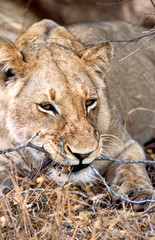 Leone - lion (Panthera leo) Kruger National Park in Sud Africa
