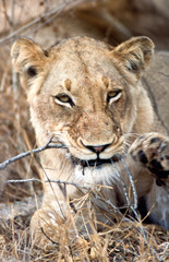 Leone - lion (Panthera leo) Kruger National Park in Sud Africa
