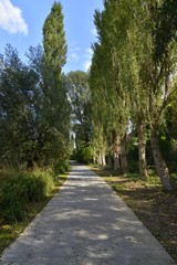 Obraz premium Chemin bétonné le long des peupliers au parc Roi Baudoin de Jette à Bruxelles