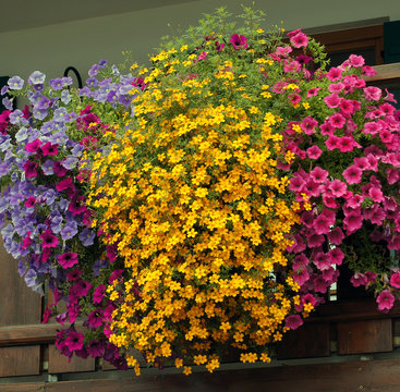Sommer Blumenmeer