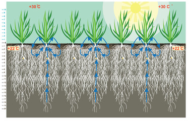 Wheat roots moisture retention