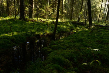 Fototapeta premium The creek coniferous forest dawn sunlight scattered through the spruce branches