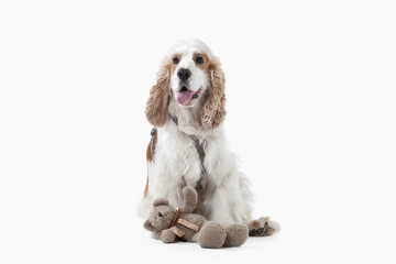 Dog. English cocker spaniel isolated on white background