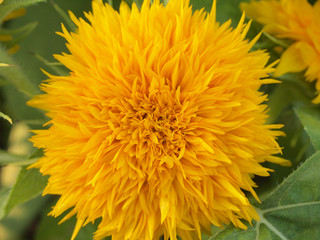 Yellow flower with green background