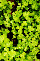 PREZZEMOLO GIOVANE IN ORTO