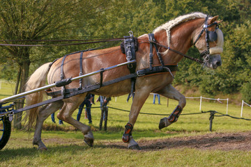 In galop de berg op.