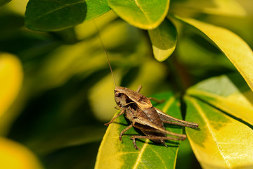 Sauterelle, Decticelle cendrée