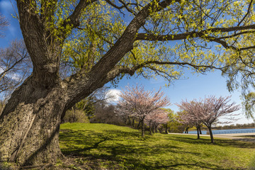 Blossoming Sukuras framed by an old tree in High Park.