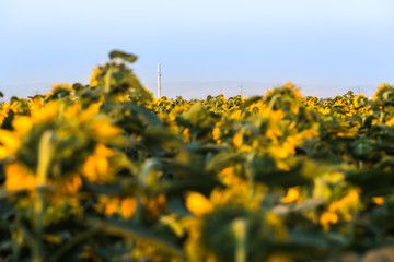 Agricultural landscape