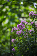 blooming garden flowers