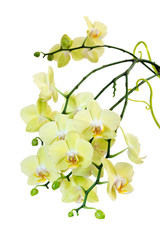 Yellow  Blossoming Orchid