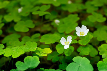 Common wood sorrel blossom and leaves are edible - Oxalis acetosella