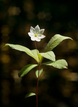 Arctic starflower - Trientalis europaea