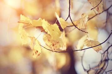 Yellow autumn leaves