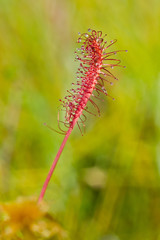 Drosera anglica -  English sundew or great sundew