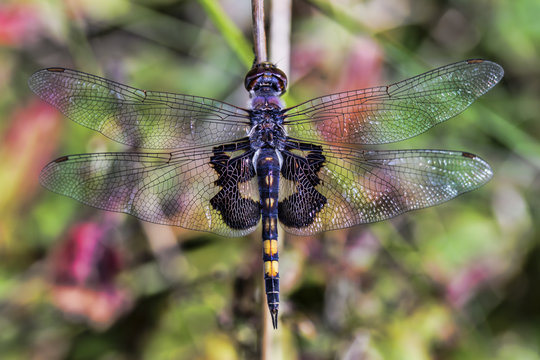 A dragonflies wing spread captured while resting, showing delicate wing patterns.