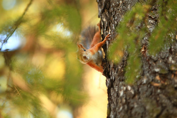 cute squirrel in the autumn forest