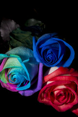 Fototapeta na wymiar A trio of beautifully coloured roses.
