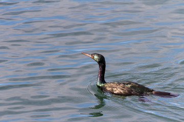 Pelagic Cormorant