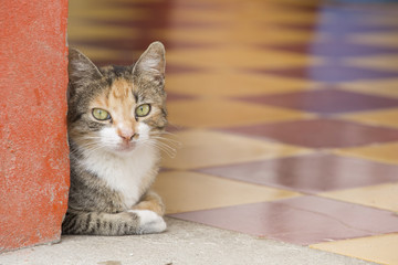 Hermoso gato 