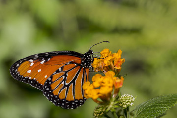Obraz premium An orange Queen Butterfly resting on orange blossoms.