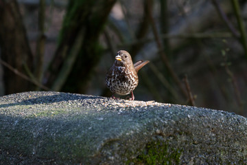 Fox Sparrow